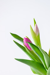 a tulip bud on a light background, a copy of the space