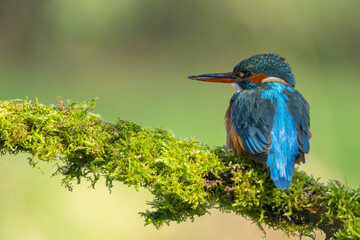 Stunning Kingfisher