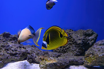 Obraz premium Bright yellow Foxface rabbitfish Siganus vulpinus swimming in sea water, saltwater aquarium, oceanarium pool with reef. Aquarium pet, ichthyology, underwater life, fauna