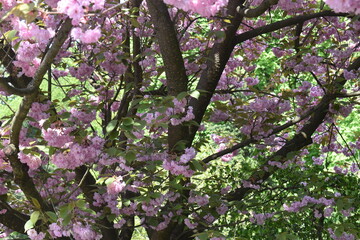 Obraz premium pink cherry blossom