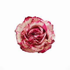 Fresh rose of white and pink color, isolated on a white background. Close-up.