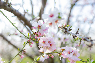 Blooming almond trees field. spring Blossoming fruit trees on a farm. 