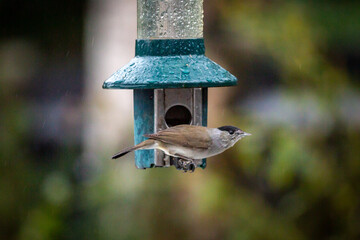 A Sylvia Atricapilla, commonly known as a Eurasian Blackcap, perched on a garden bird feeder on a snowy day