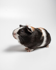 Obraz na płótnie Canvas Tricolor smooth-haired guinea pig on a white background. Portrait of a cute rodent with a cherry blossom on his head. Studio pet portrait. Vertical photo, isolated on white with shadow