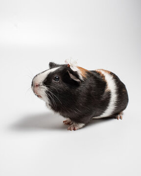Tricolor smooth-haired guinea pig on a white background. Portrait of a cute rodent with a cherry blossom on his head. Studio pet portrait. Vertical photo, isolated on white with shadow