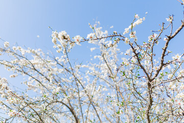 Blooming almond trees field. spring Blossoming fruit trees on a farm. 