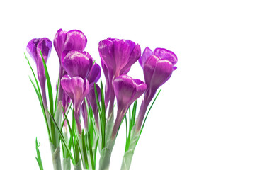 purple crocus flowers in early spring isolate on white background