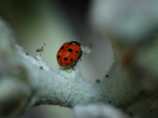 spotted amber( ladybeetle ) siting on green grass leaf-selective focus
