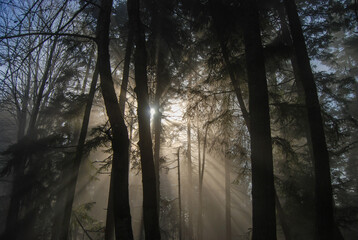 Obraz premium The sun tries to break through the forest on a misty and foggy day creating an exceptionally haunting image