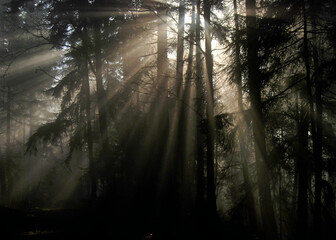 Fototapeta premium The sun tries to break through the forest on a misty and foggy day creating an exceptionally haunting image