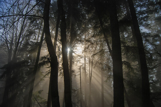 The sun tries to break through the forest on a misty and foggy day creating an exceptionally haunting image