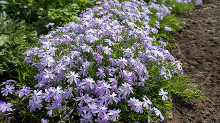 Obraz premium Phlox subulate or Creeping moss Phlox blue small flowers in the garden design.