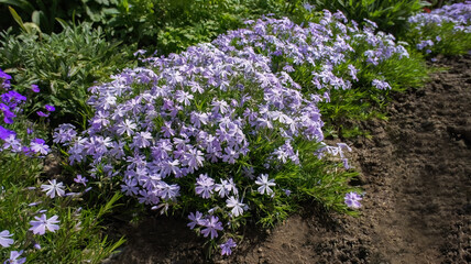 Obraz premium Phlox subulate or Creeping moss Phlox blue small flowers in the garden design.