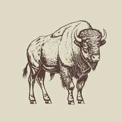 Hand drawn Buffalo illustration. Vintage woodcut engraving style vector illustration.   © RetroVector