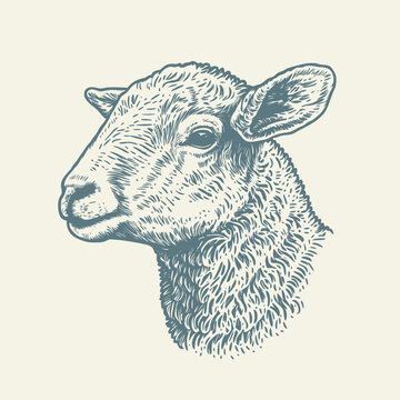 Hand drawn sheep illustration. Vintage woodcut engraving style vector illustration.	