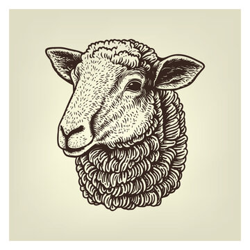 Hand drawn sheep illustration. Vintage woodcut engraving style vector illustration.	