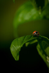 ladybug (coccinella magnifica) on basil leafs eating aphids; pesticide free biological pest control through natural enemies; organic farming concept