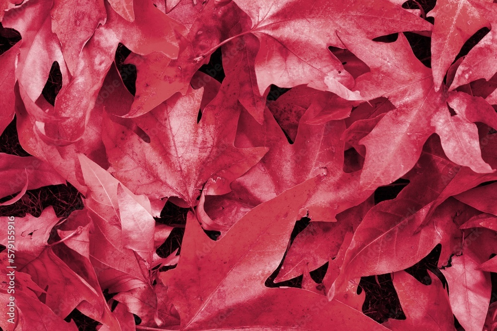 Poster plant leaves in viva magenta modern color