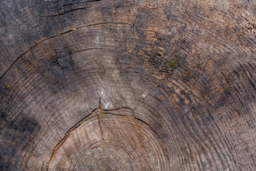 Naklejka premium texture of aged tree stump, old tree stump background