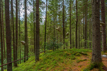 Obraz premium fairy wood in the morning, dirt road in a sunny green forest. rocks hanging on the ropes, Cierny Balog, Slovakia, Europe