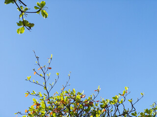 New leaves appear against the blue sky.