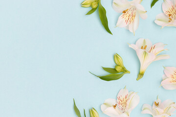 White alstroemeria flowers and green leaves scattered on a blue background. Springtime composition.