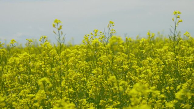 Field of Yellow Canola Oil Flowers in Montana 