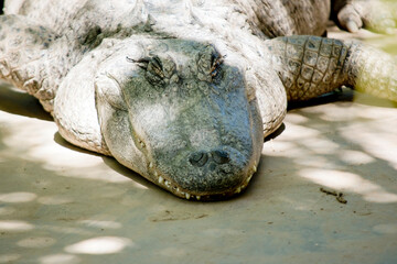 this is a close up of an alligator