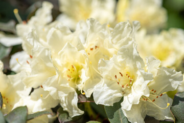 Close up of white Rhododendron flowers in bloom