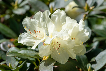 Close up of white Rhododendron flowers in bloom