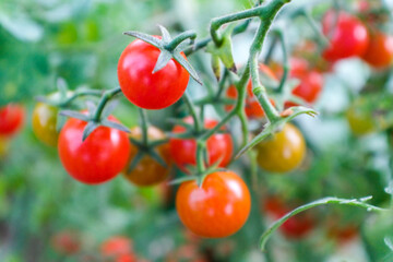 Ripening tomatoes on the branches tomato tree for publication, design, poster, calendar, post,...