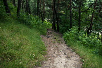 Path in the forest on the hill in Ukraine