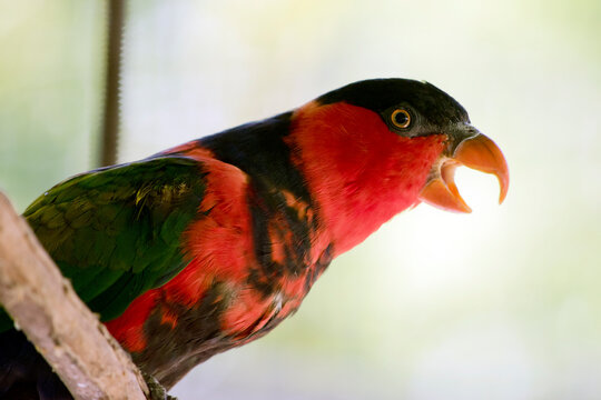 this is a close up of a black capped lory