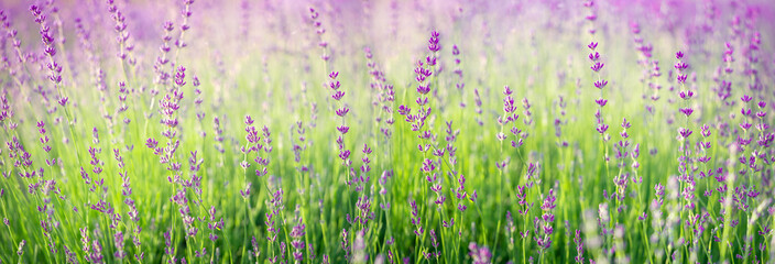 Purple lavender flowers field blooming.