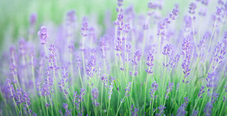 Close up of lavender flowers background.