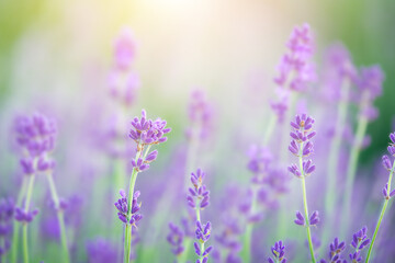Blooming lavender flowers on sunset. Macro shot