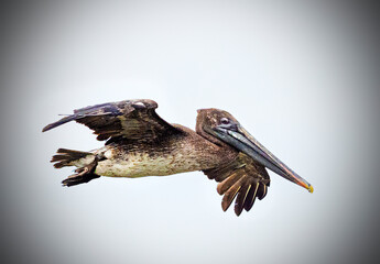 Pelican in flight against a vignetted white sky