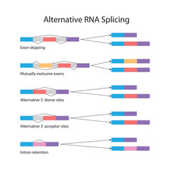 Alternative RNA splicing - obrazy, fototapety, plakaty
