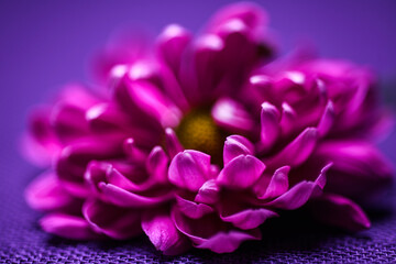 close up of a purple flower