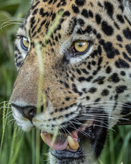close up of a jaguar
