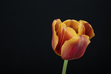 A single tulip on black