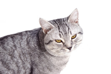 Grey cat on white