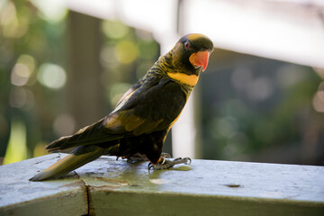 the dusky lory is perched on a fence