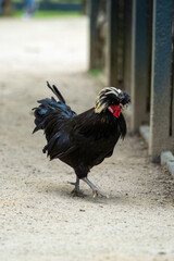 Polish chicken (hollandse witkuif) free range chicken on a farm with beautifull feathers and a nice crest. This one is called the white crest from holland