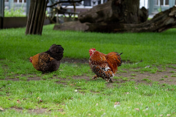 orpington cochin chicken in the grass on a farm