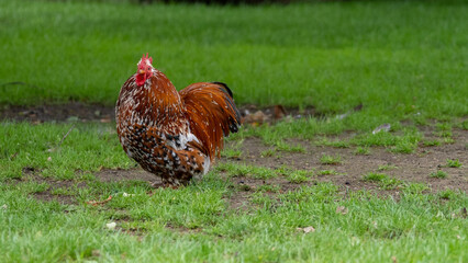 orpington cochin chicken rooster in the grass on a farm