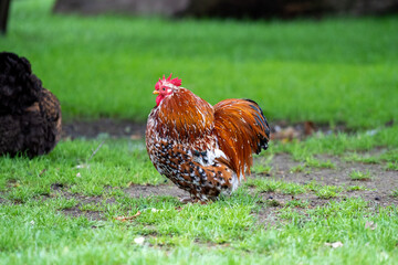 orpington cochin chicken rooster in the grass on a farm