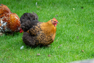 orpington cochin chicken in the grass on a farm