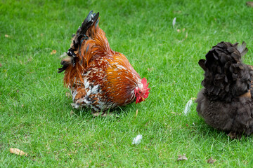 male orpington cochin chicken in the grass on a farm