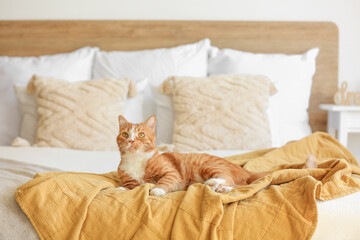 Cute red cat lying on blanket in bedroom